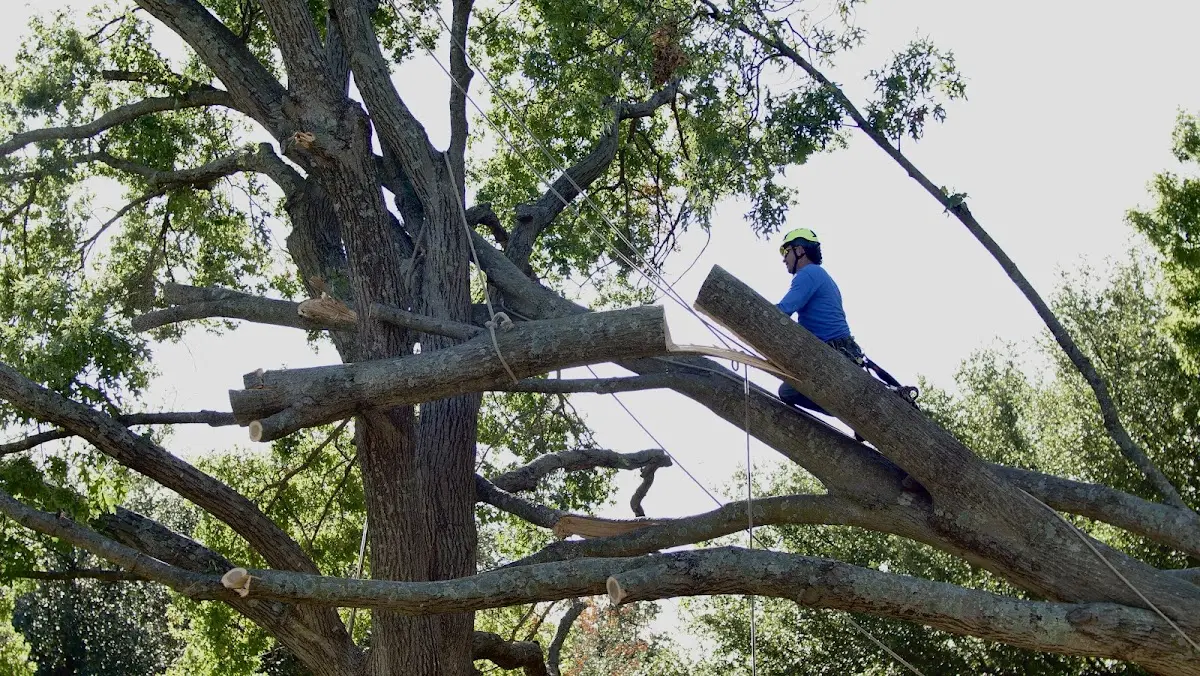 Professional Crown Thinning performed by certified arborists in Northborough
