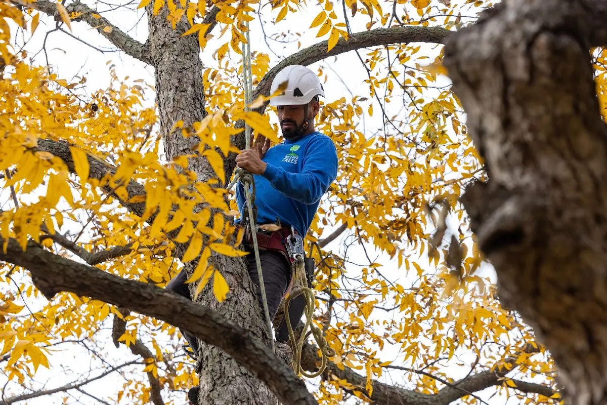 Skilled Tree Planing crew working in Northborough